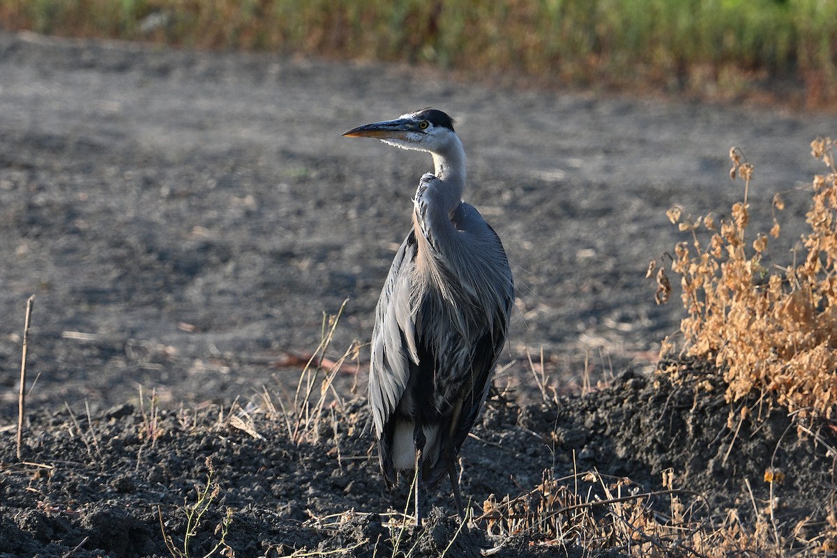 Great Blue Heron - ML638817271