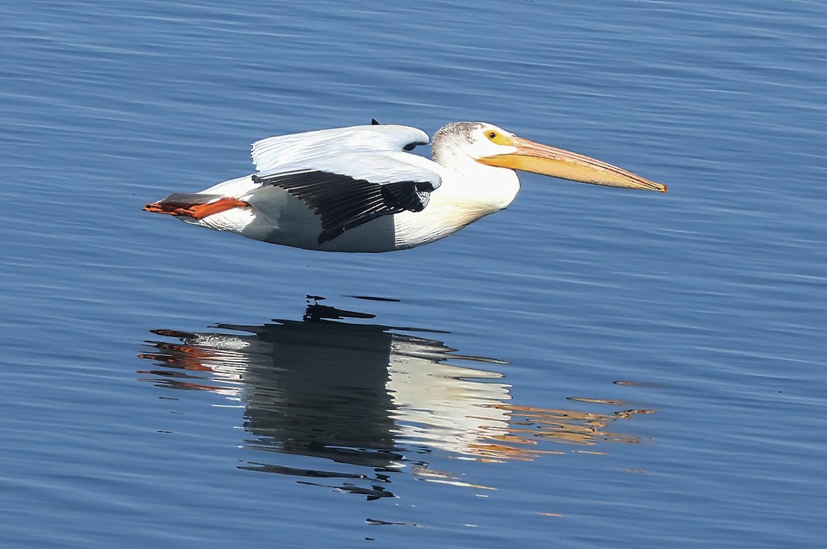American White Pelican - ML638817286