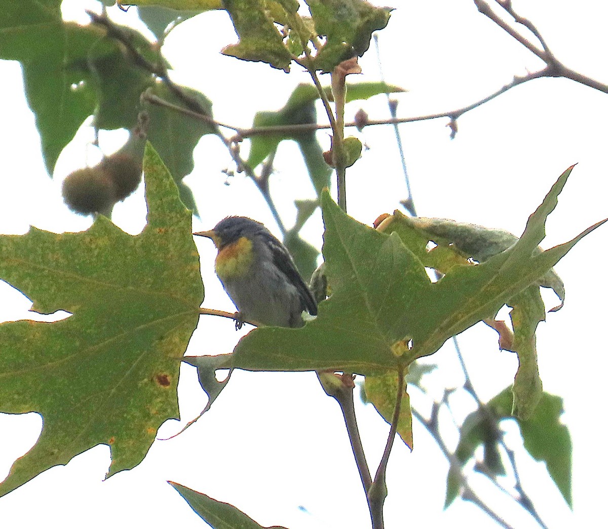 Northern Parula - ML638817289