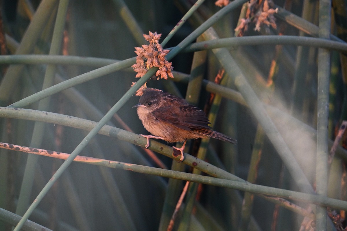 Marsh Wren - ML638817291