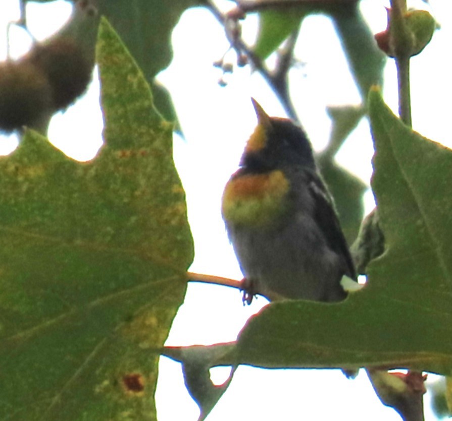 Northern Parula - ML638817295