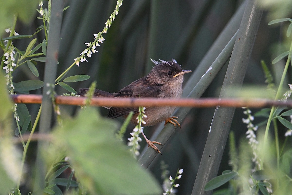 Marsh Wren - ML638817299