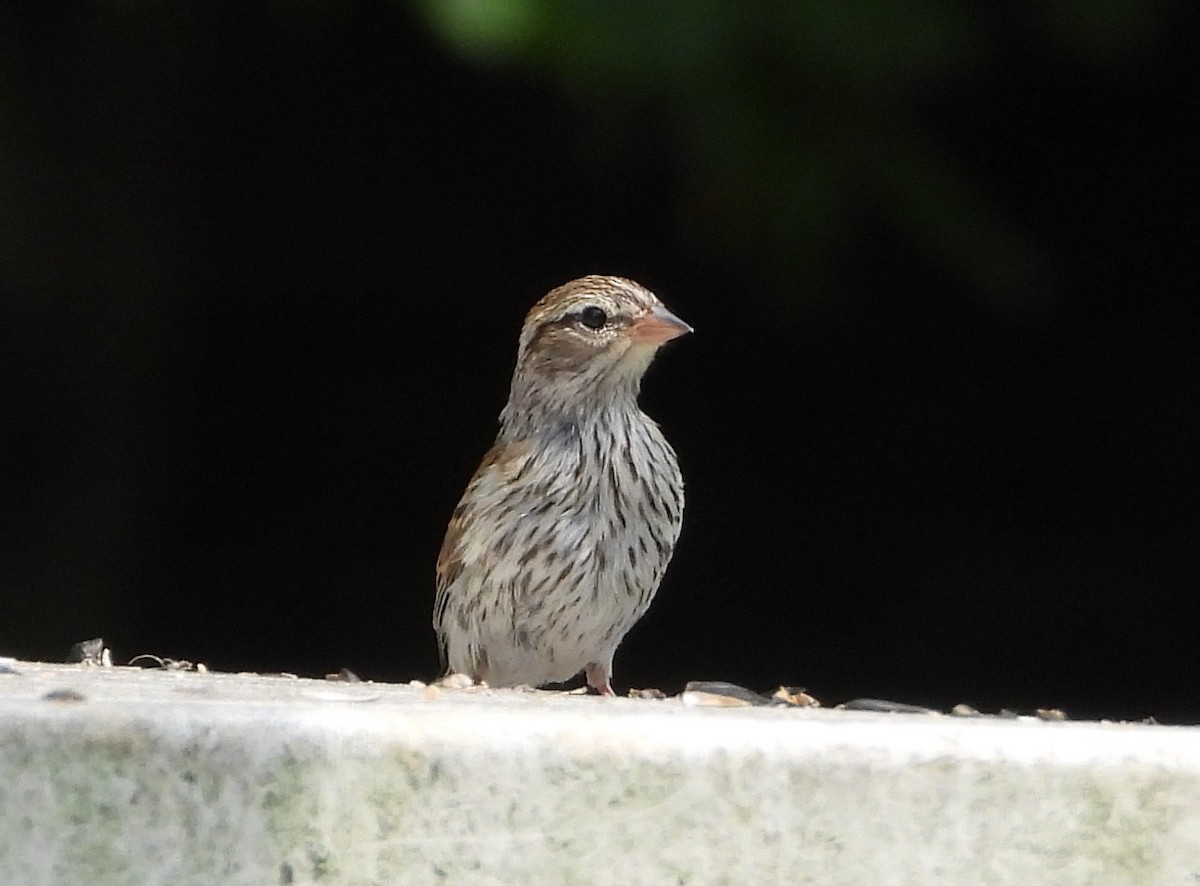 Chipping Sparrow - ML638817316