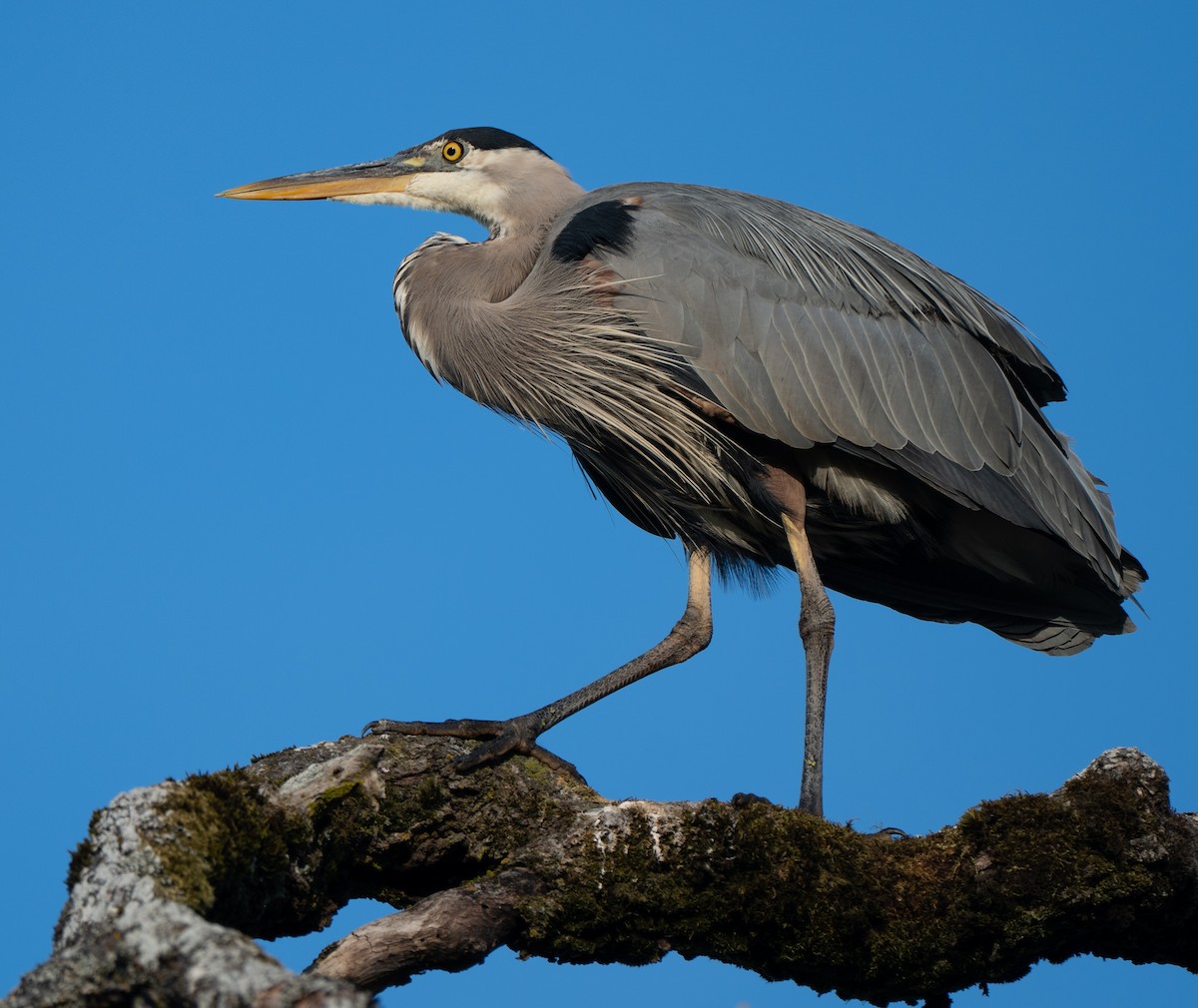 Great Blue Heron - ML638817329