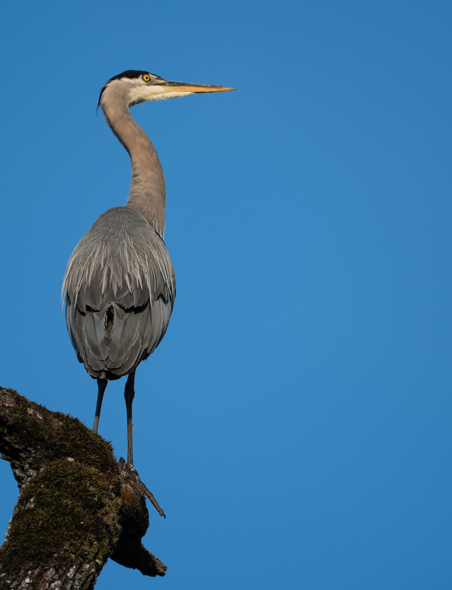 Great Blue Heron - ML638817330
