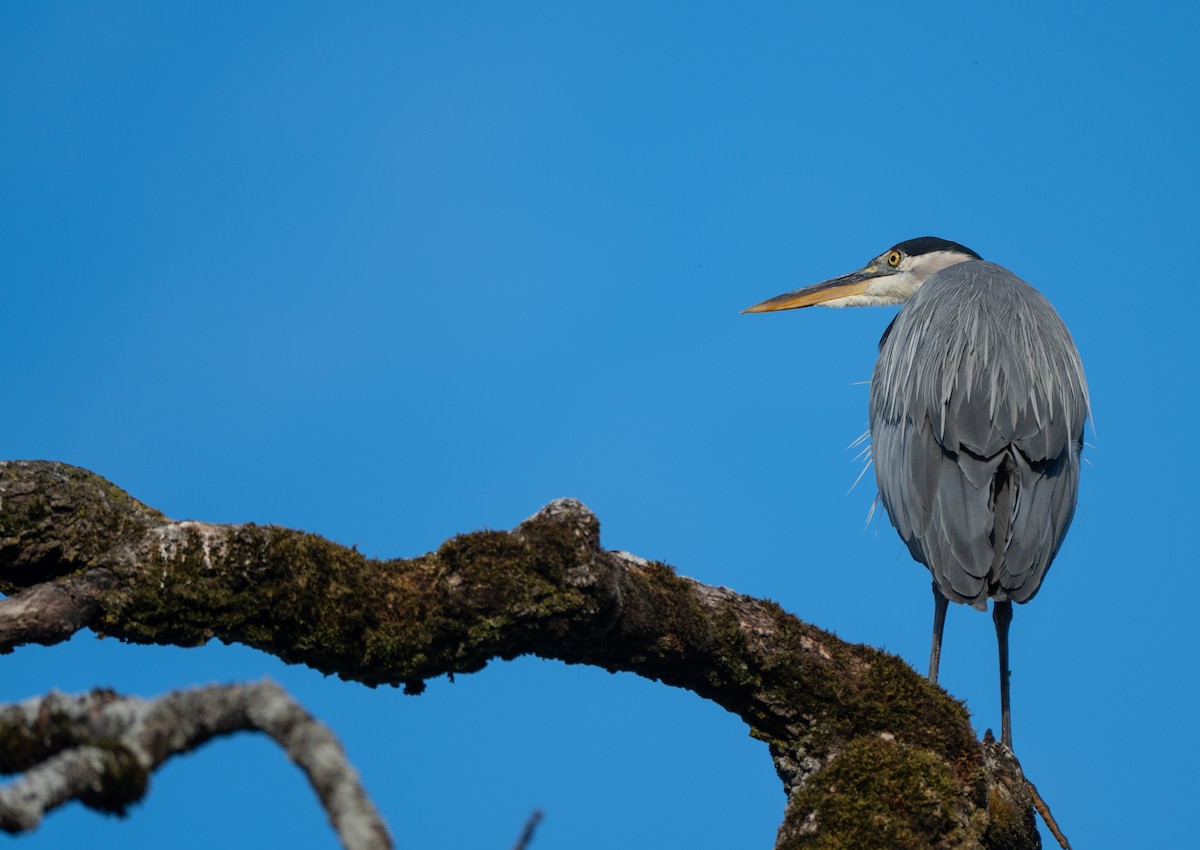 Great Blue Heron - ML638817331