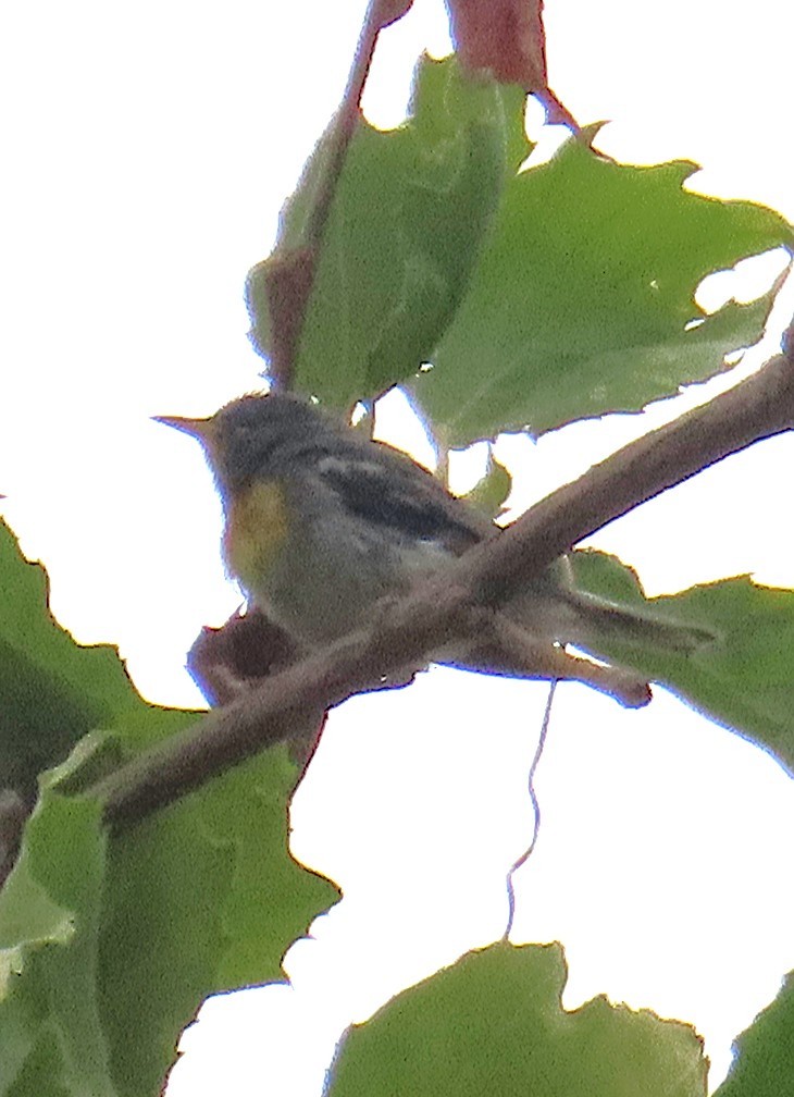 Northern Parula - ML638817341