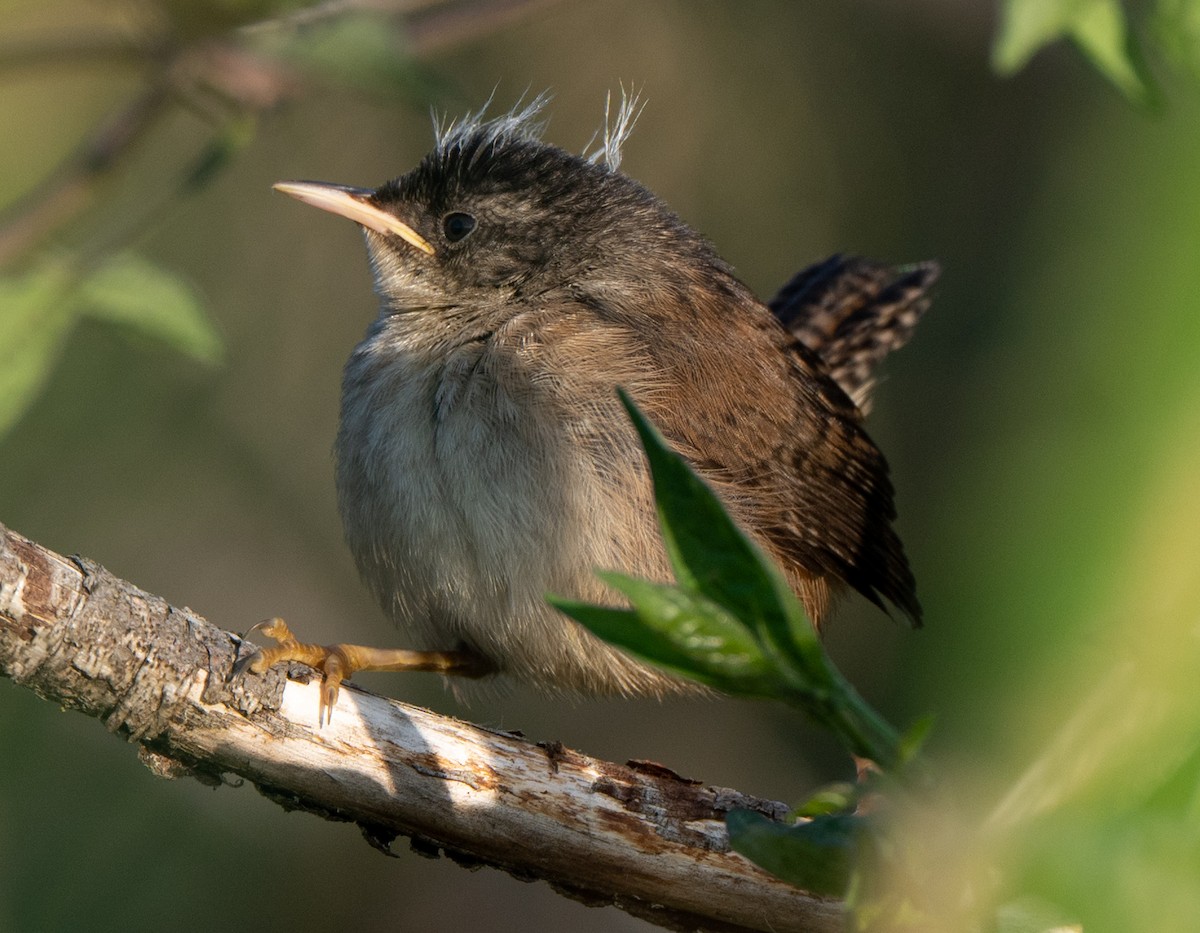 Marsh Wren - ML638817346