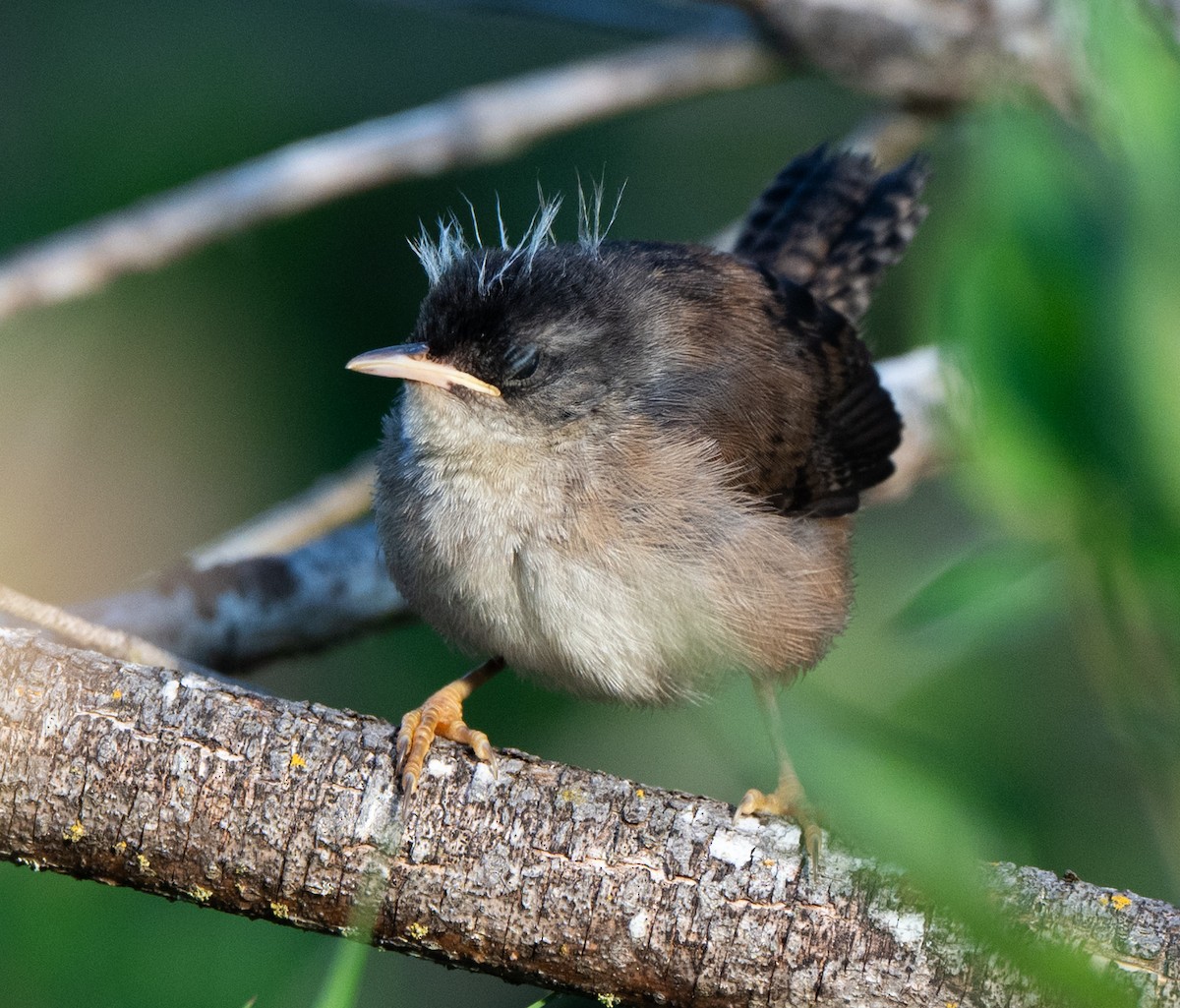 Marsh Wren - ML638817347