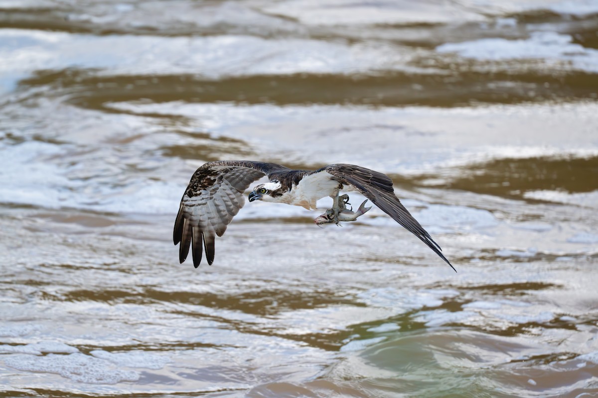 Osprey (American) - ML638817349