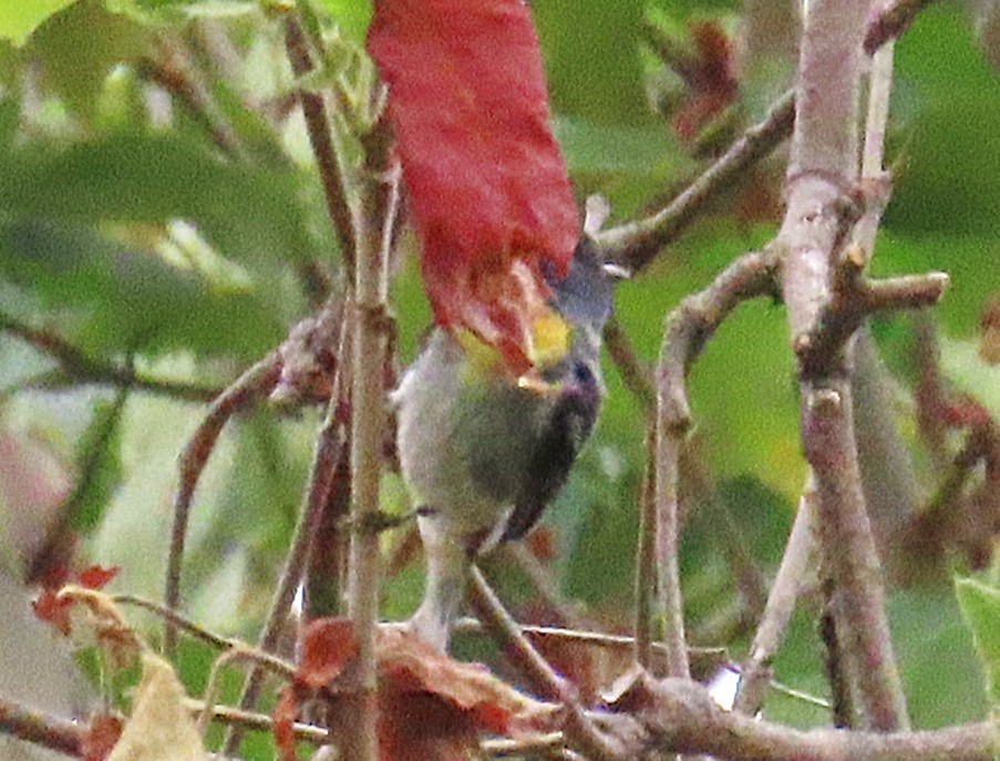Northern Parula - ML638817372