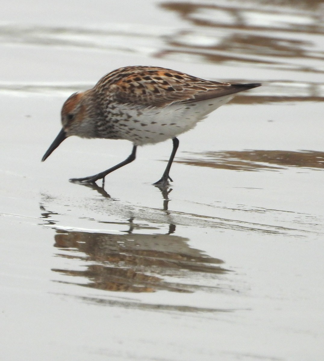 Bergstrandläufer - ML638817380