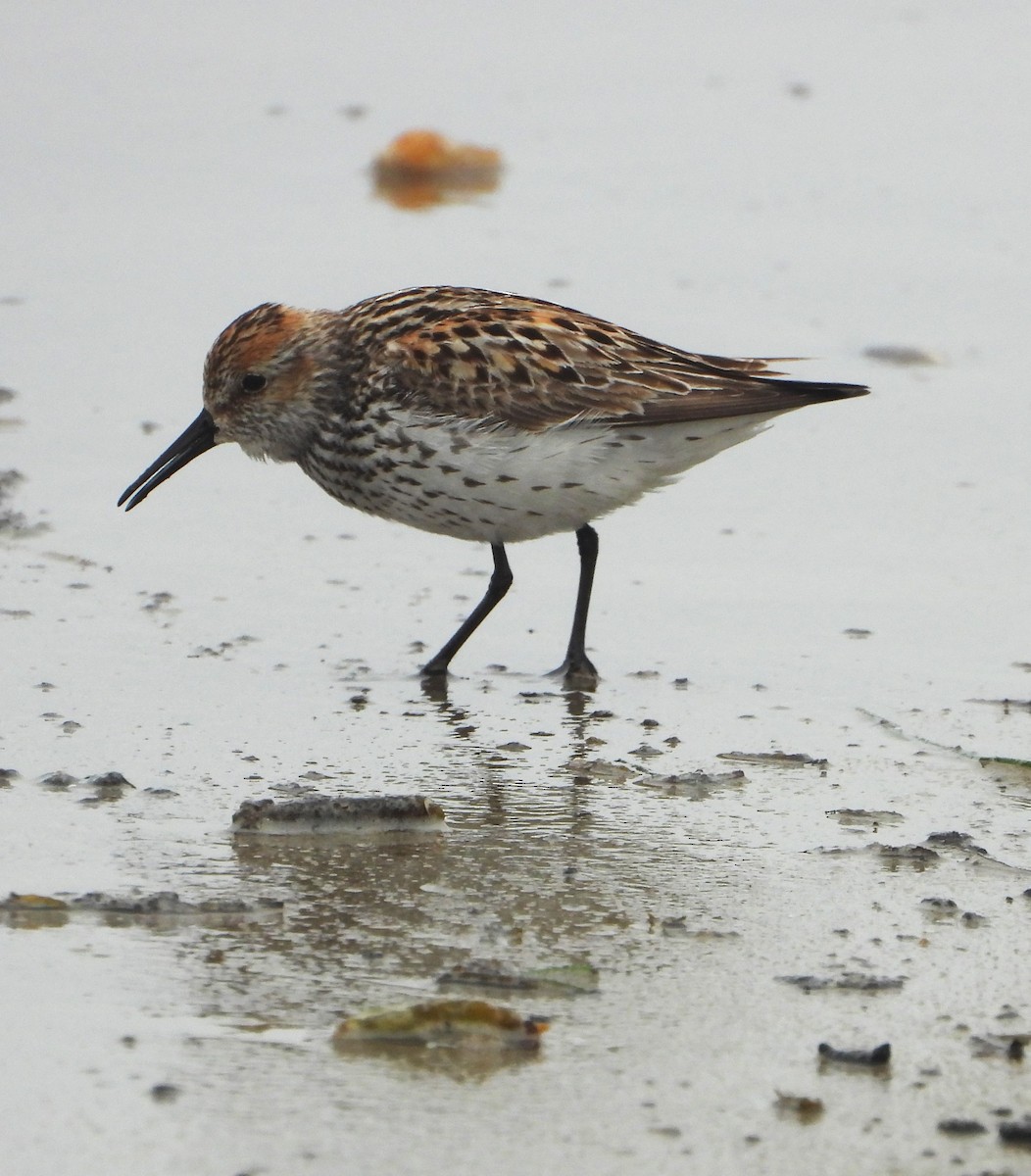 Bergstrandläufer - ML638817381