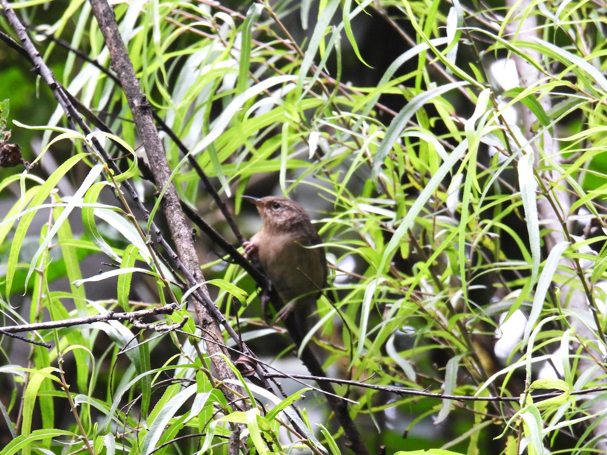 Southern House Wren - ML638817386
