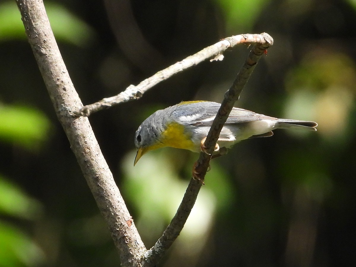 Northern Parula - ML638817394