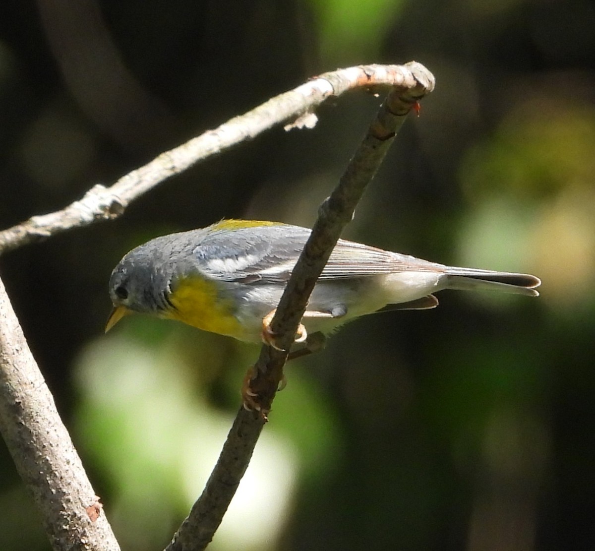 Northern Parula - ML638817406