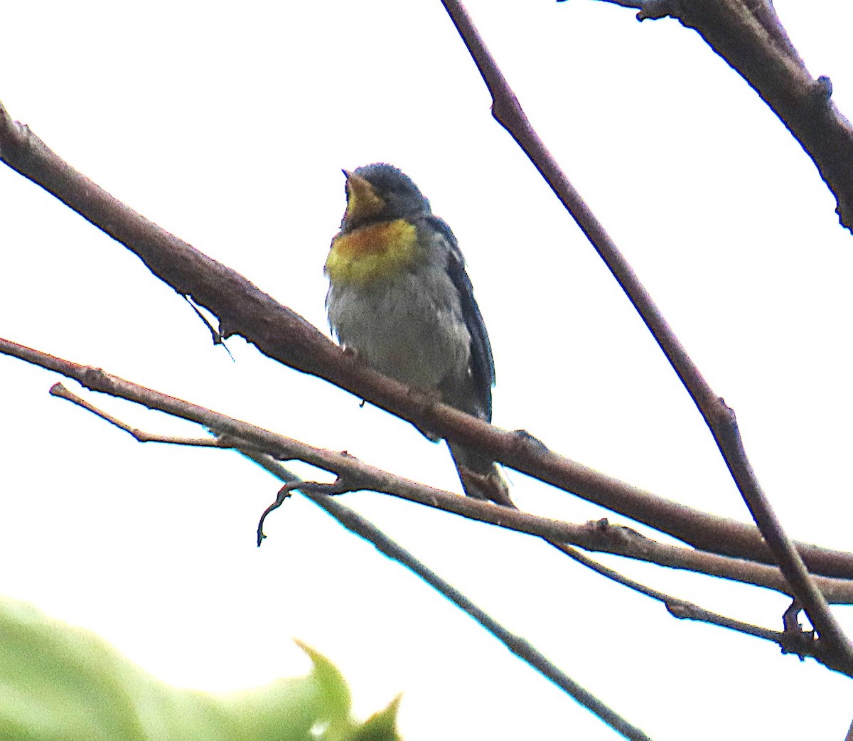 Northern Parula - ML638817409