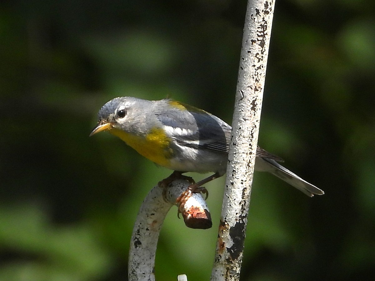Northern Parula - ML638817413