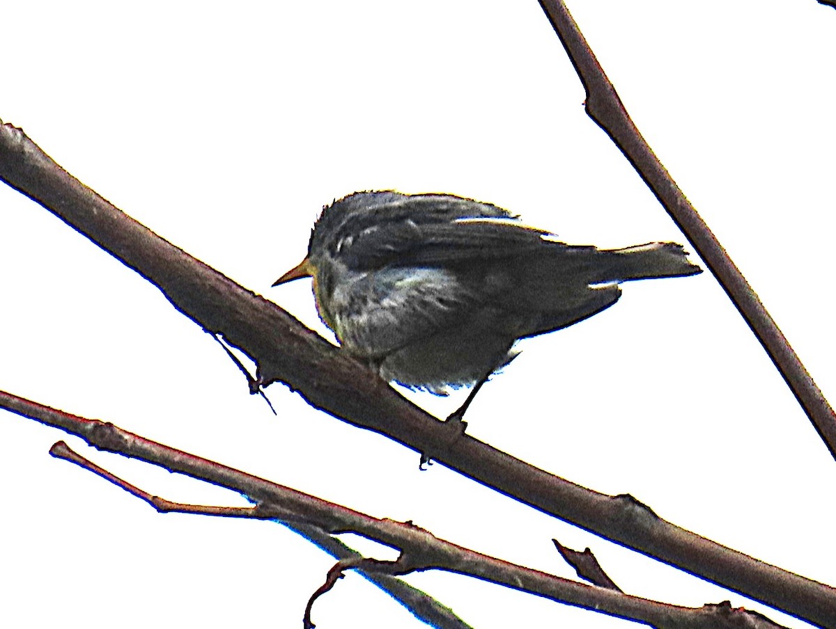 Northern Parula - ML638817414
