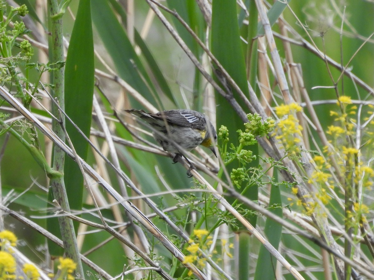 Yellow-rumped Warbler - ML638817415