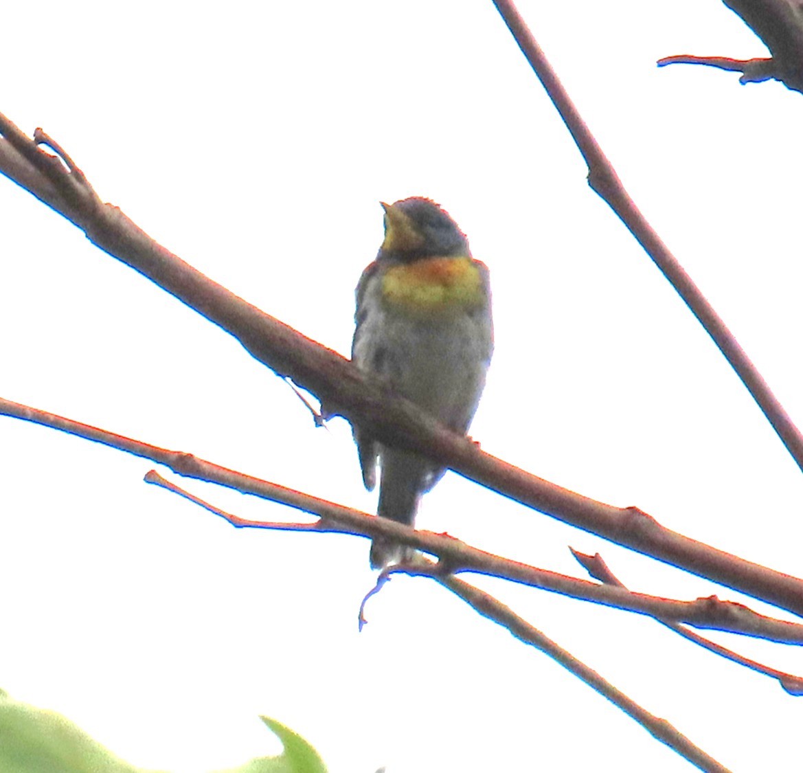 Northern Parula - ML638817446