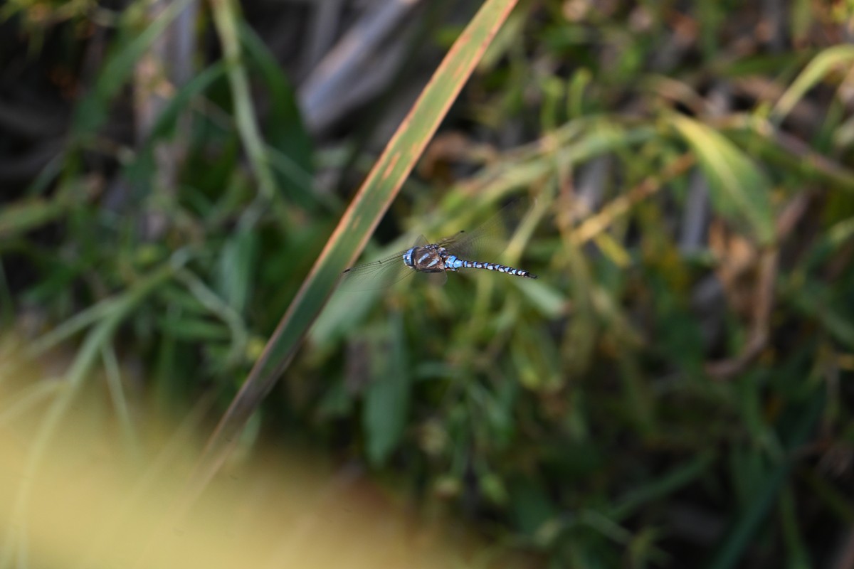 Insects - ML638817450