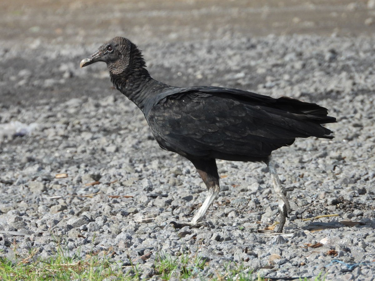 Black Vulture - ML638817467