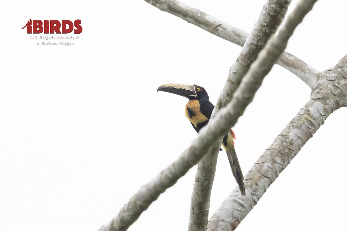 Collared Aracari - ML638817468