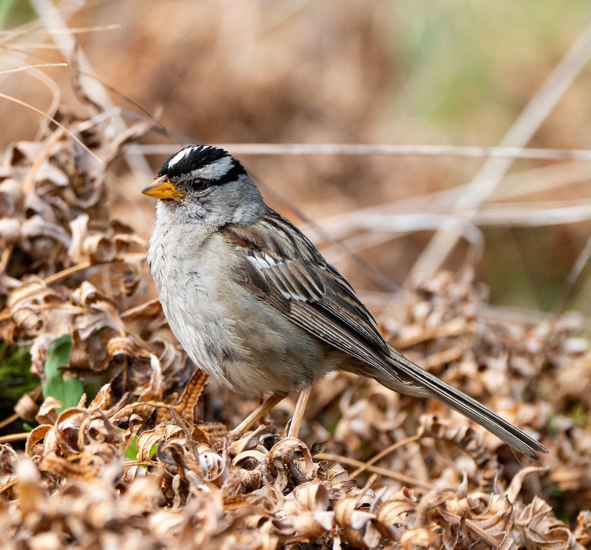 White-crowned Sparrow - ML638817485