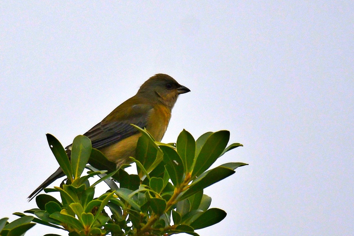 Blue-and-yellow Tanager - ML638817522
