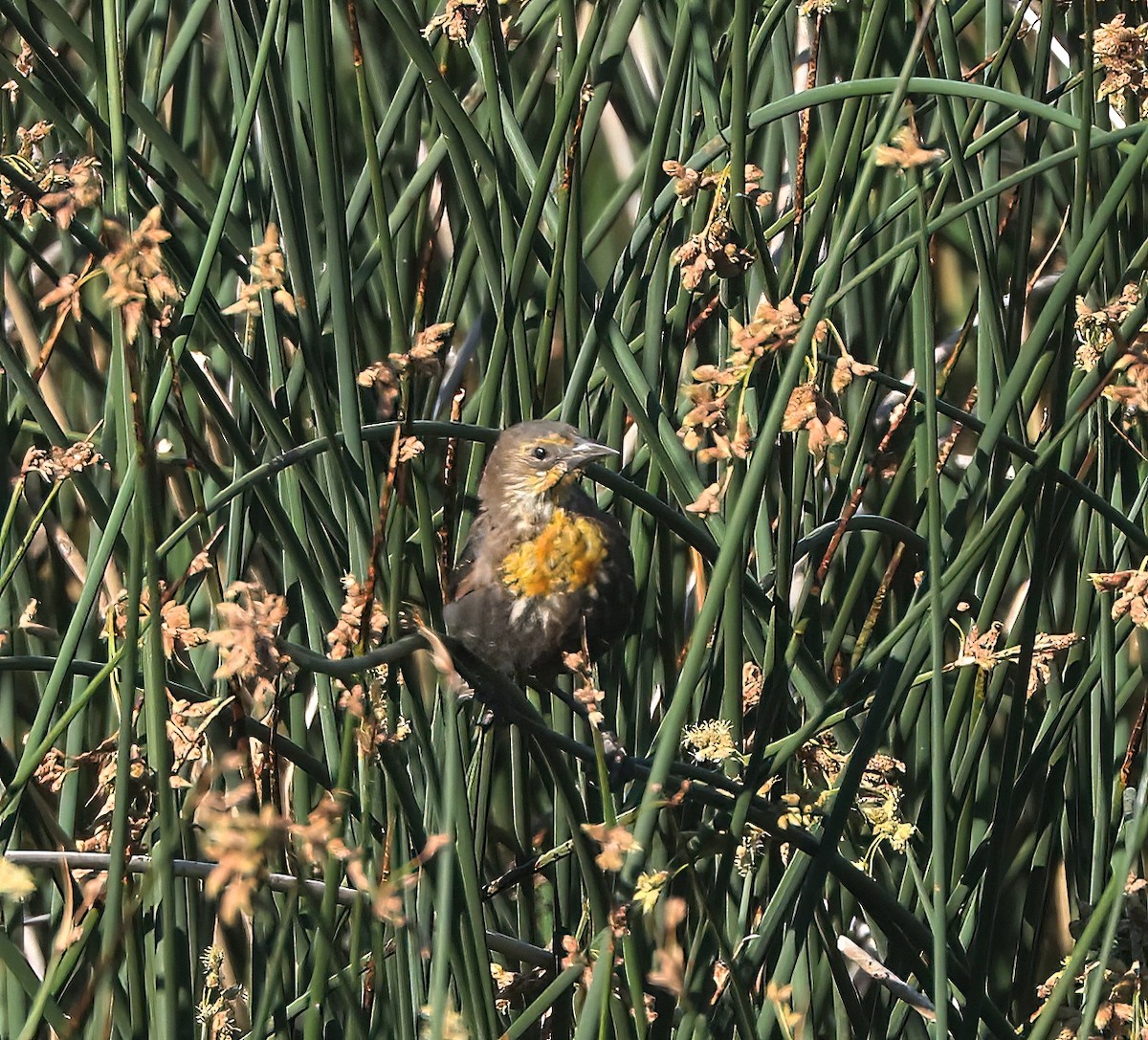 Yellow-headed Blackbird - ML638817524