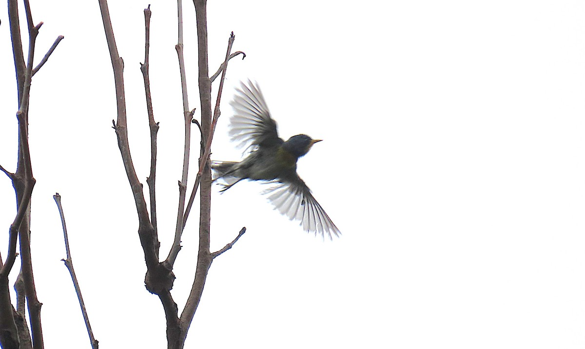 Northern Parula - ML638817528