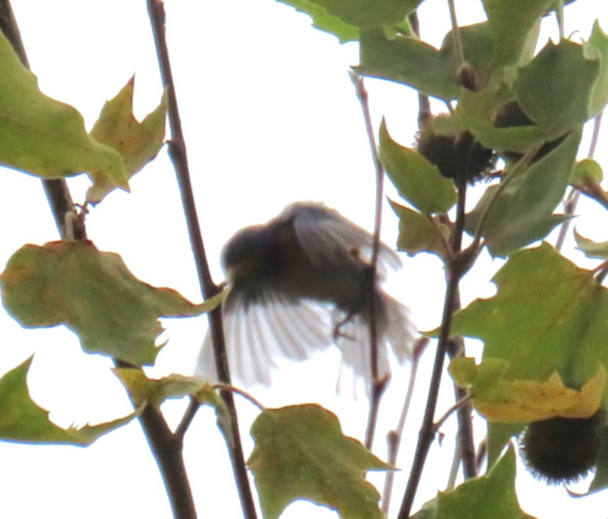 Northern Parula - ML638817532