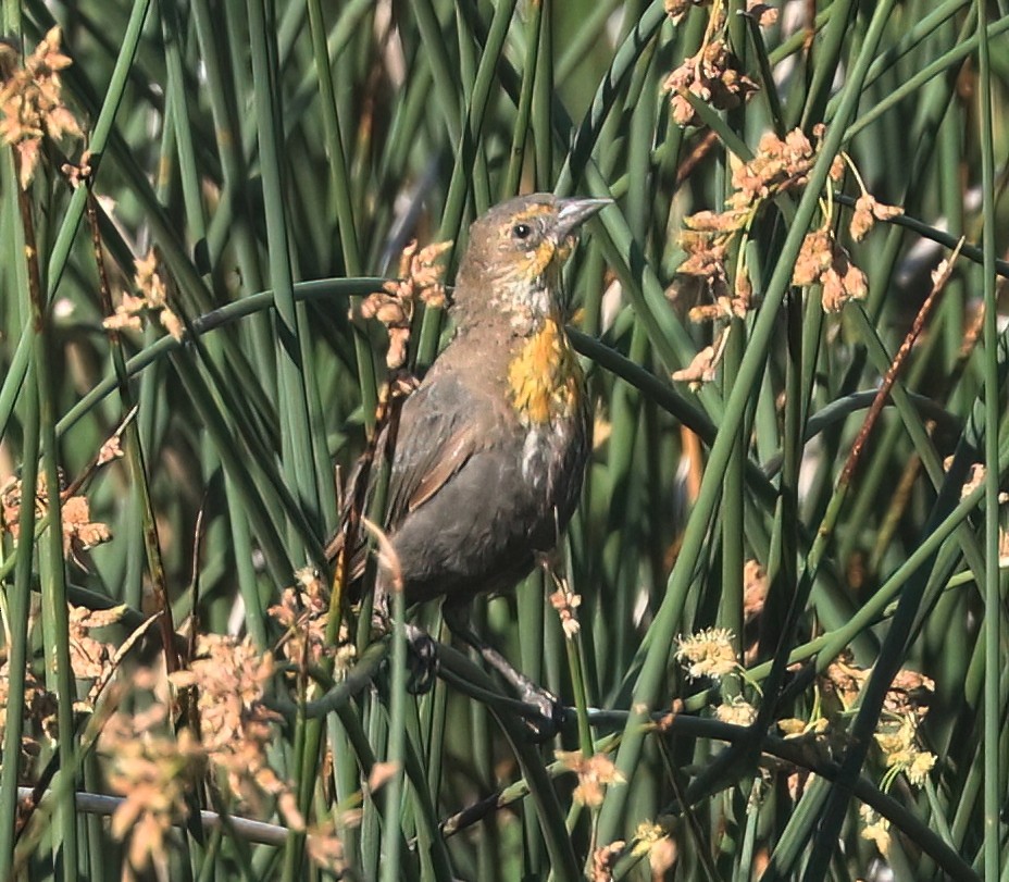 Yellow-headed Blackbird - ML638817603