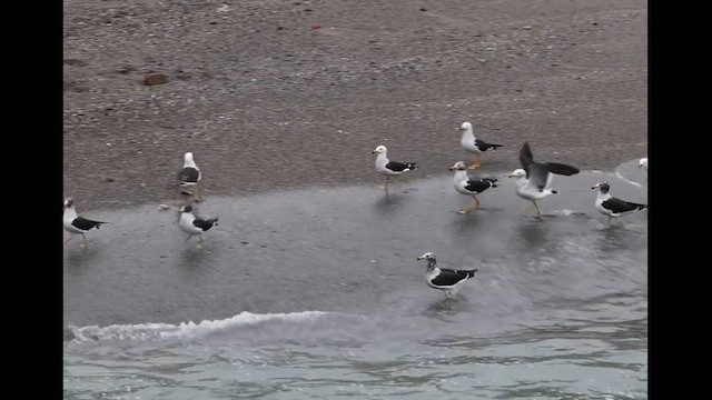 Belcher's Gull - ML638817608