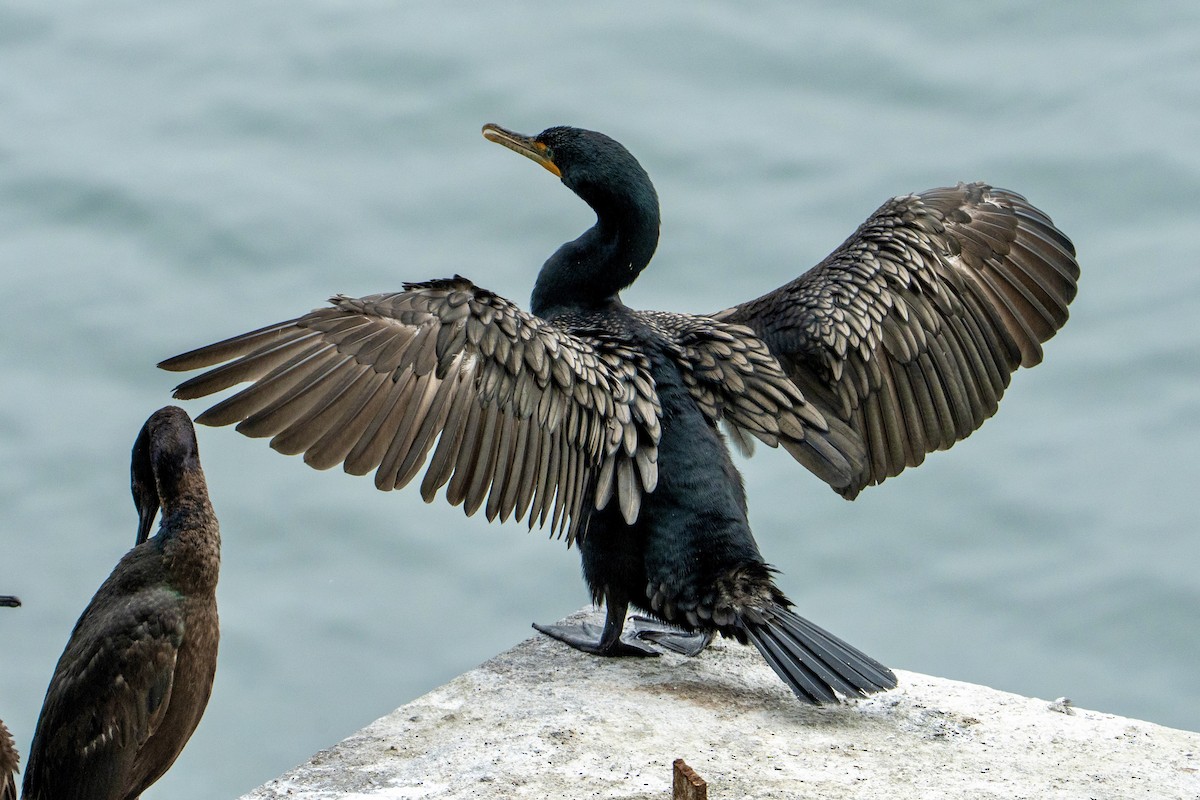 Cormoran à aigrettes - ML638817640