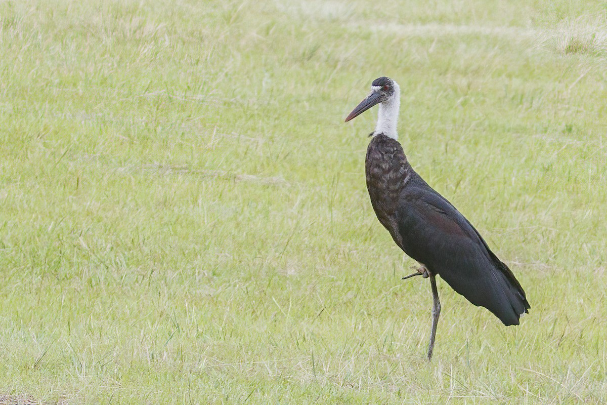 African Woolly-necked Stork - ML638817698