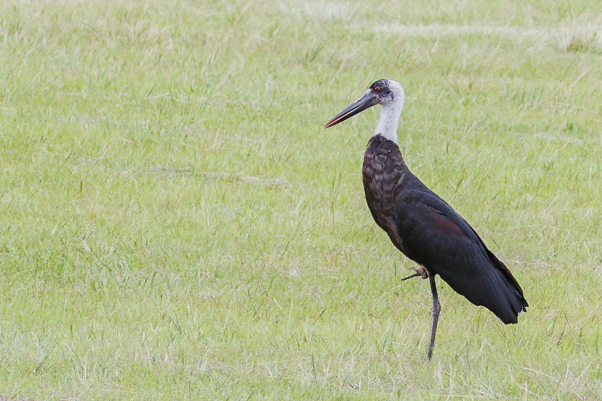 African Woolly-necked Stork - ML638817707