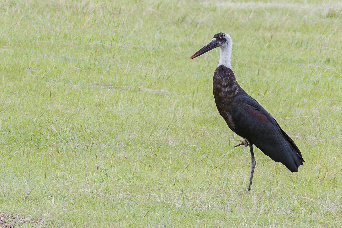 African Woolly-necked Stork - ML638817708