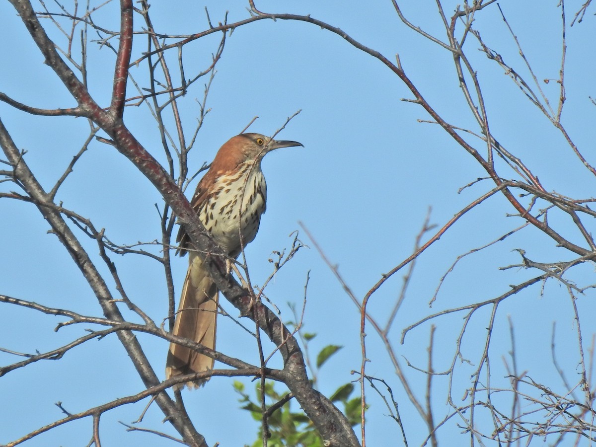 Brown Thrasher - ML638817709