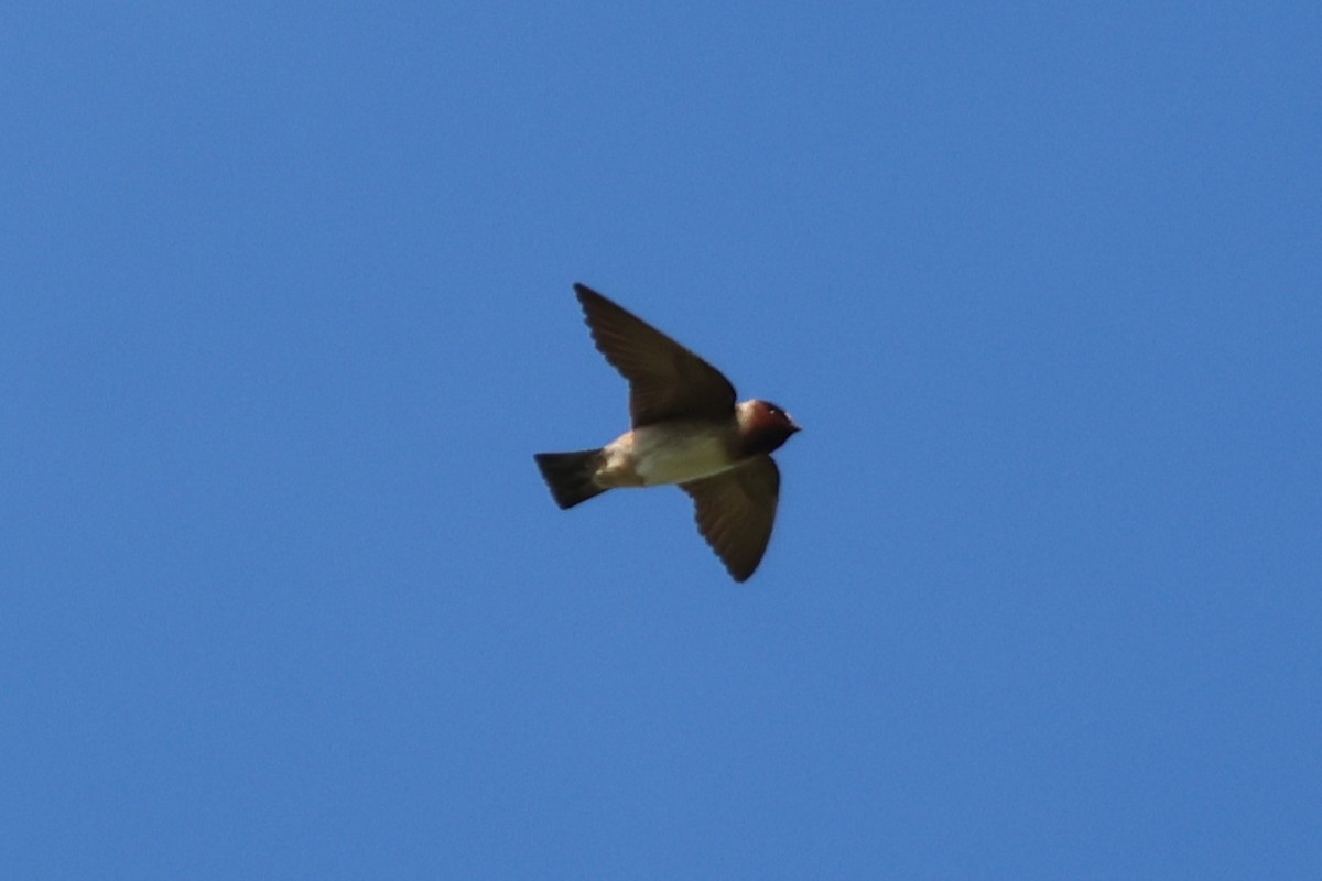 Cliff Swallow - ML638817722
