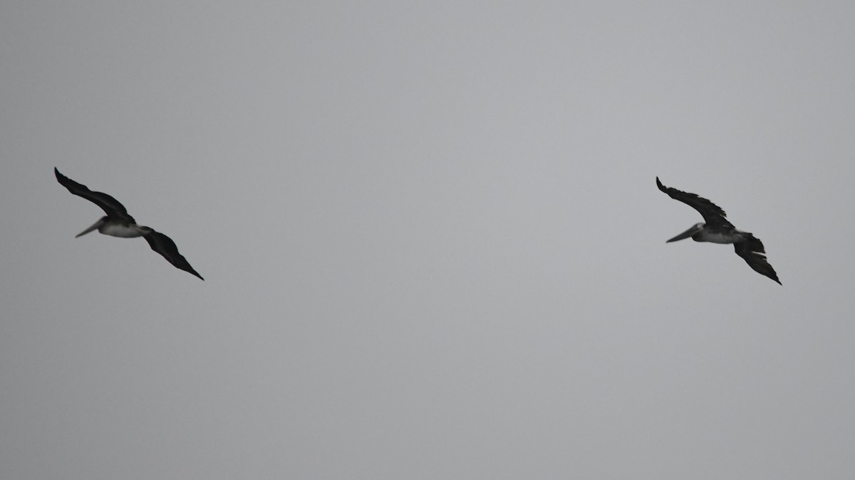 Brown Pelican - ML638817742