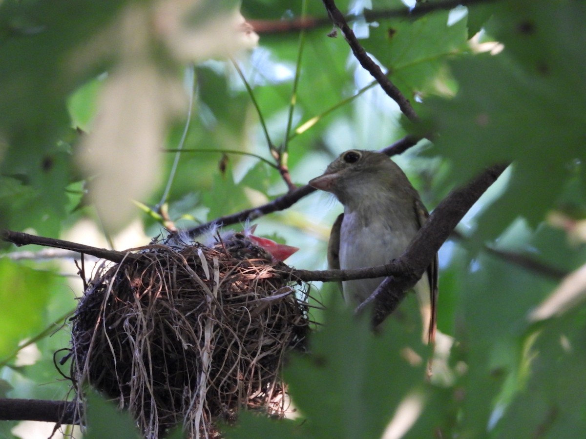 Acadian Flycatcher - ML638817756