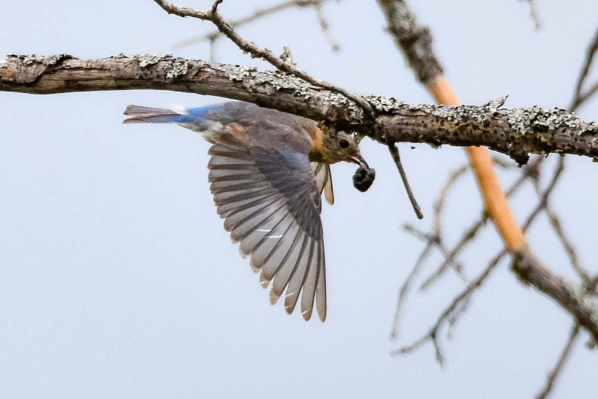 Eastern Bluebird - ML638817781