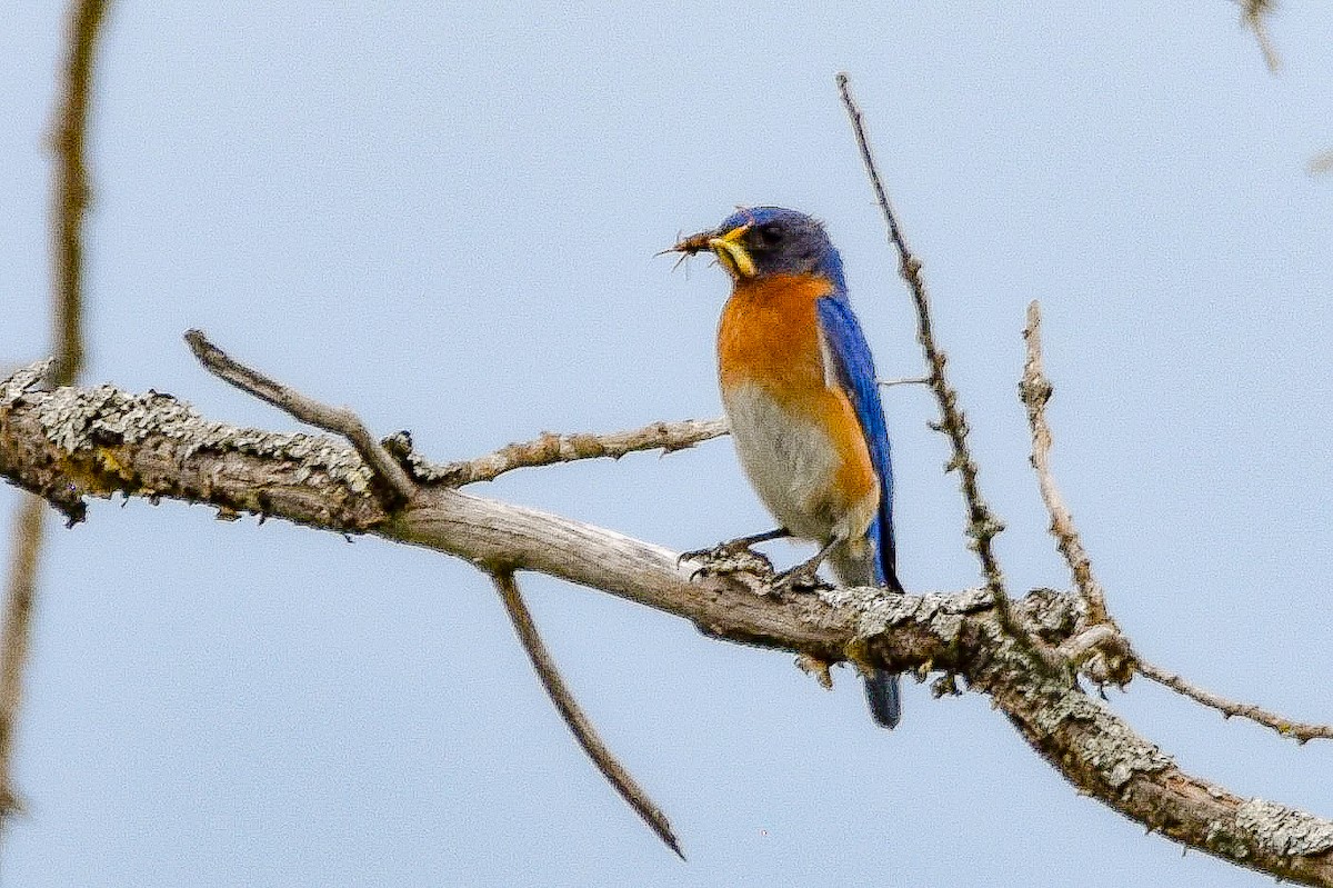 Eastern Bluebird - ML638817782