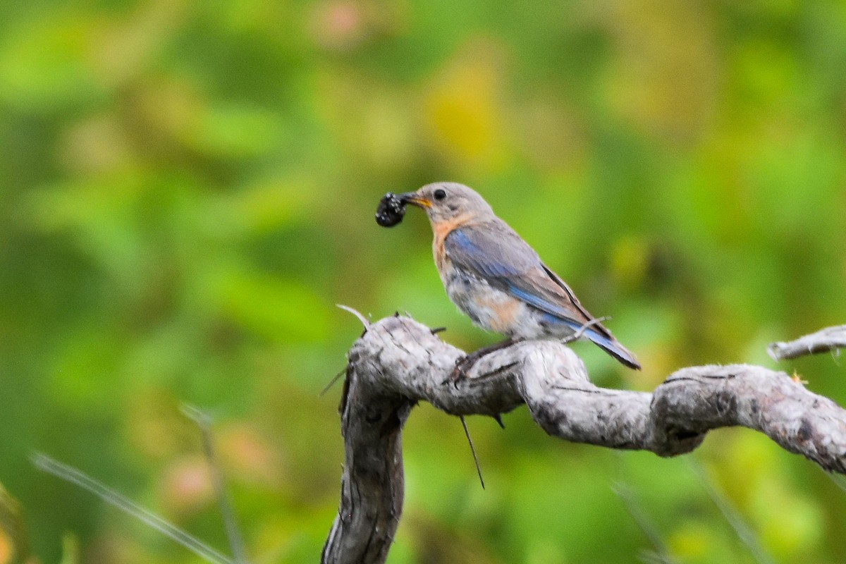 Eastern Bluebird - ML638817783