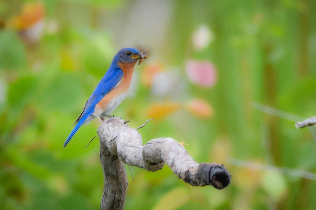 Eastern Bluebird - ML638817784