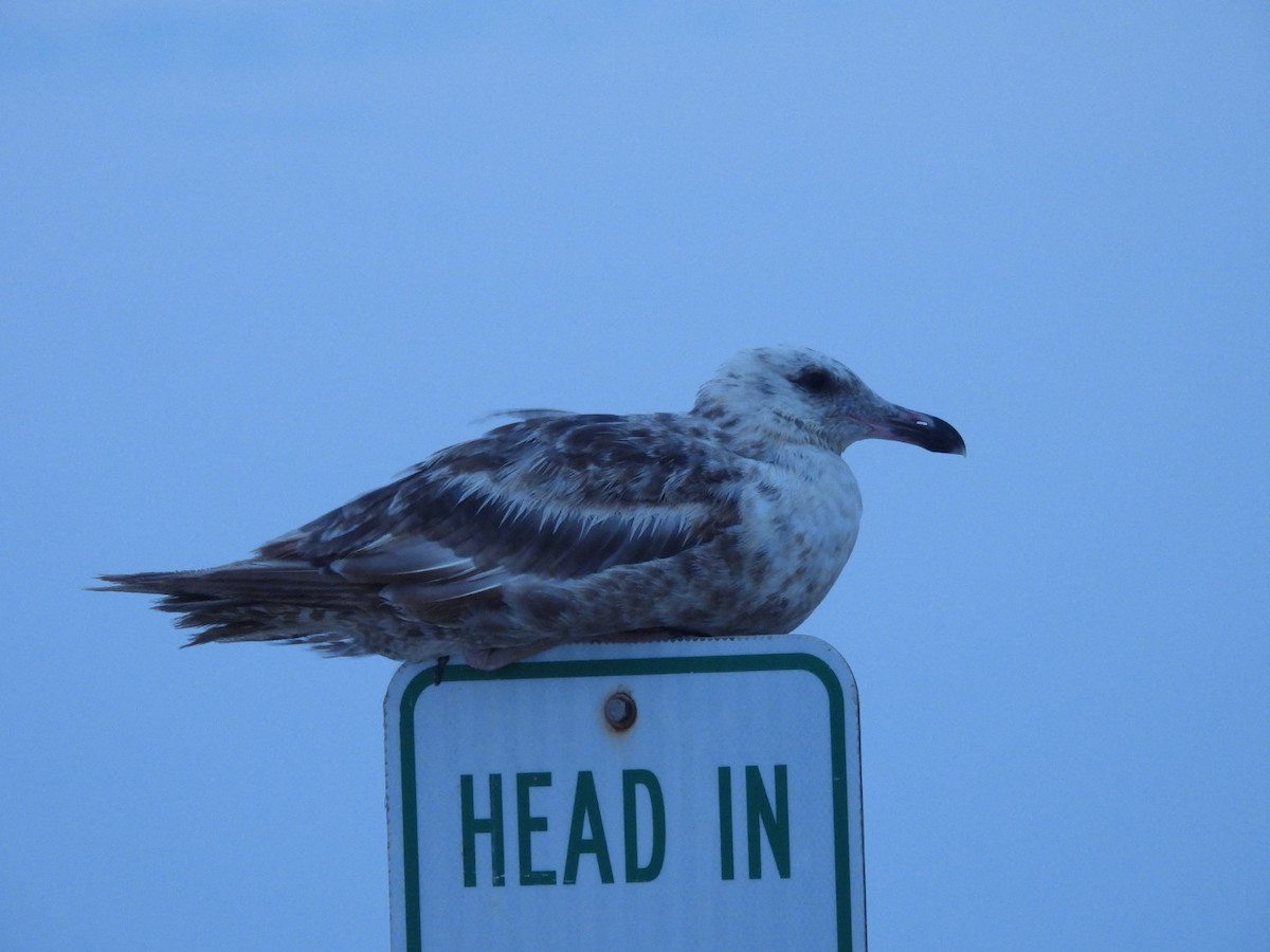 gull sp. - ML638817787