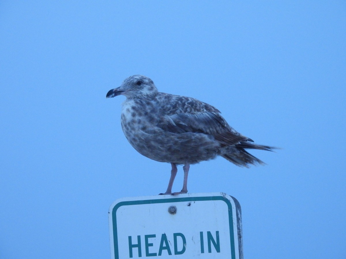 gull sp. - ML638817803
