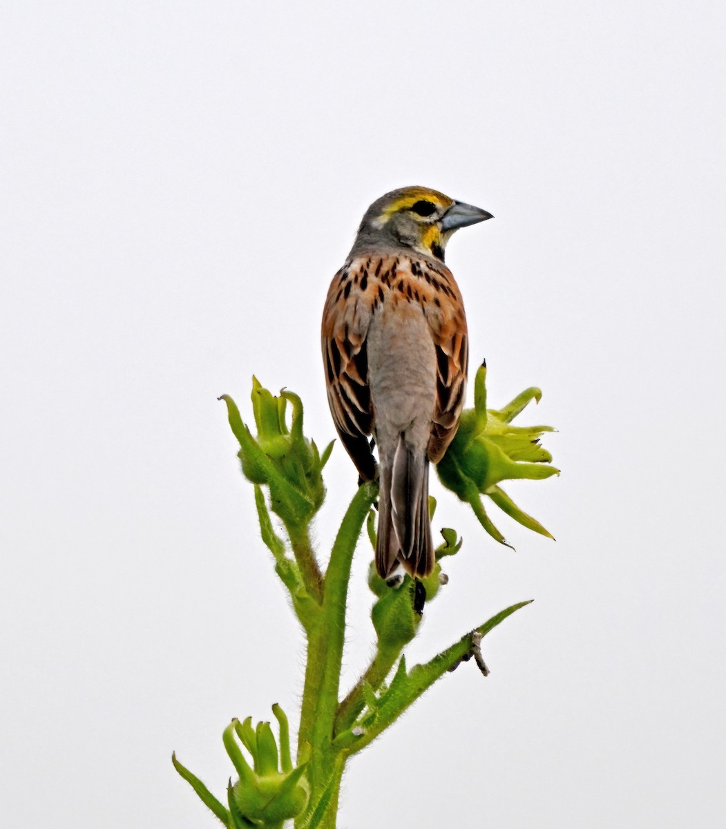 Dickcissel - ML638817901